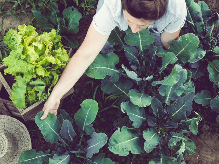 Overhead angle of a woman inspecting green crops.